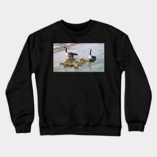 Canada Goose Parents Taking Their Goslings For a Swim Crewneck Sweatshirt